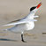 Caspian Tern
